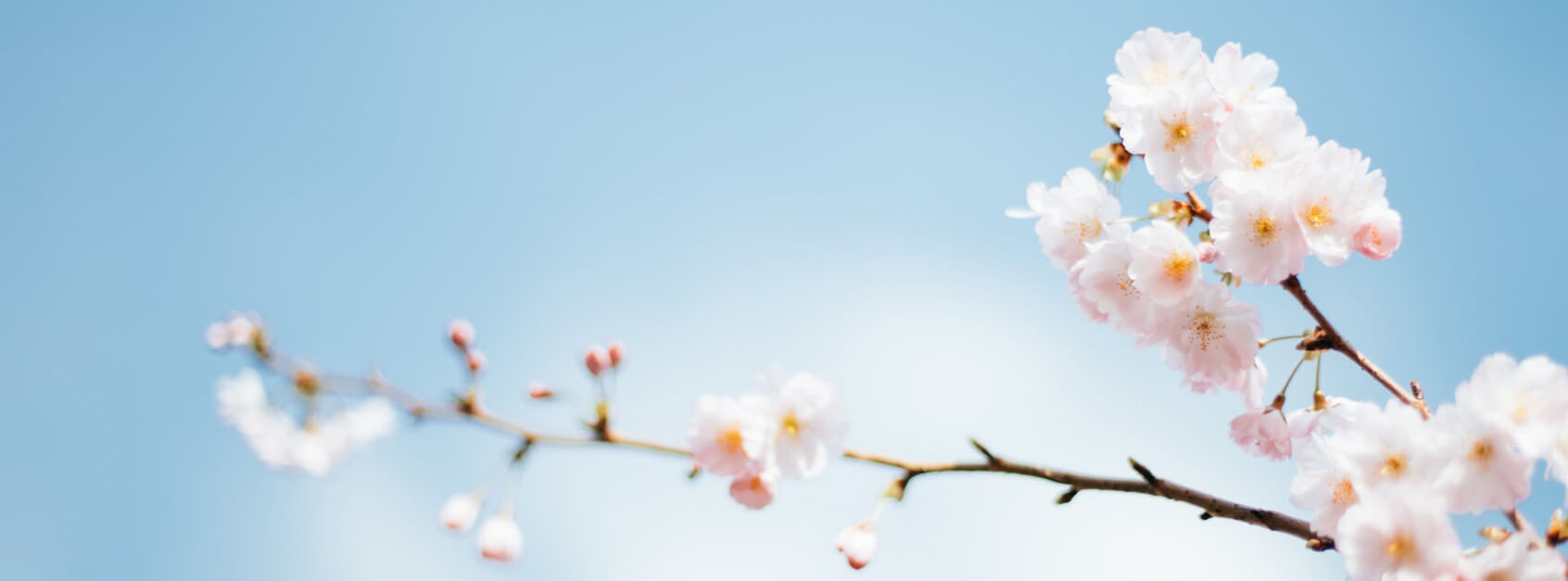 菲羽凌曦
